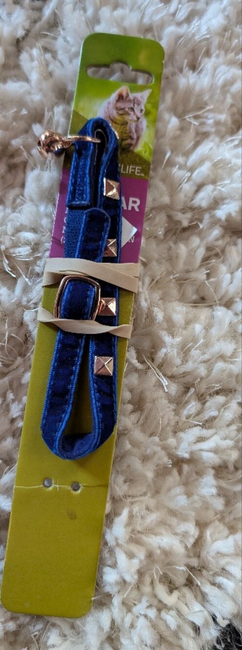 Studded Jingle Cat Collar